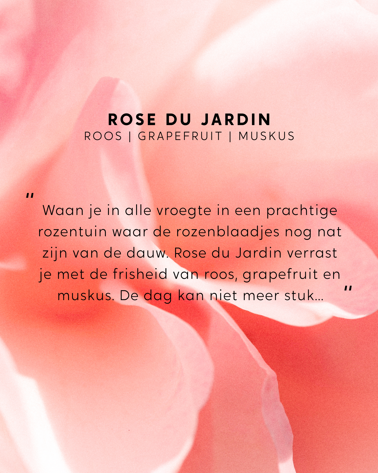 Geurstokjes navulling Rose du Jardin